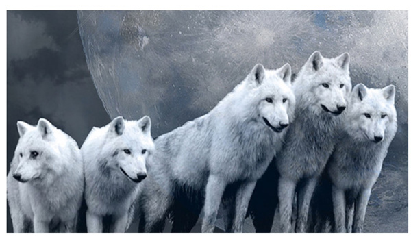 新時(shí)代的狼性精神！