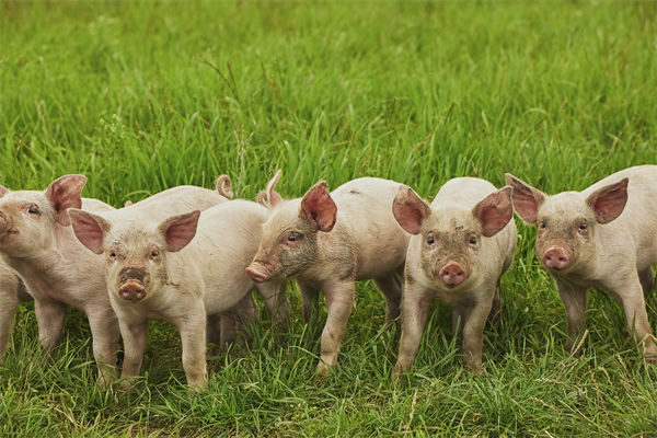 企業(yè)年度經營計劃管理分析：養(yǎng)殖戶養(yǎng)一頭豬虧36元