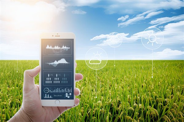 溫州種出2.1米高巨型水稻，精益生產(chǎn)怎么看？