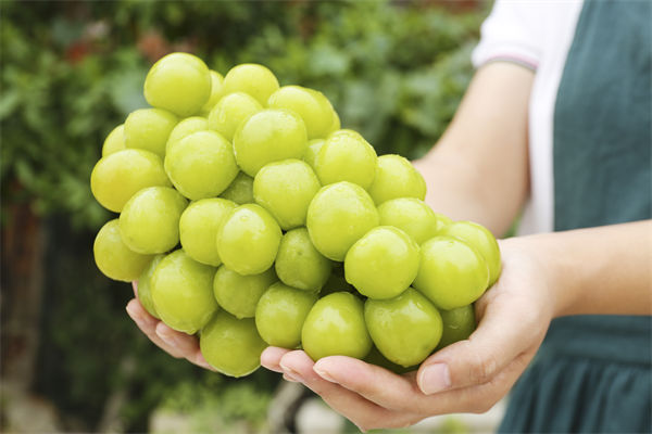 營(yíng)銷管理咨詢分析：陽(yáng)光玫瑰因何跌成“地板價(jià)”？